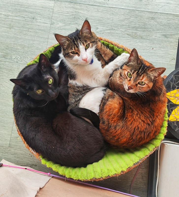 Tres gatos descansando juntos