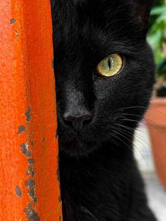 Retrato de gato negro junto a pared naranja